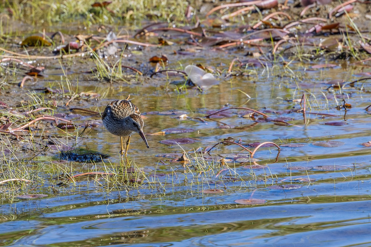 アメリカウズラシギ - ML643129875