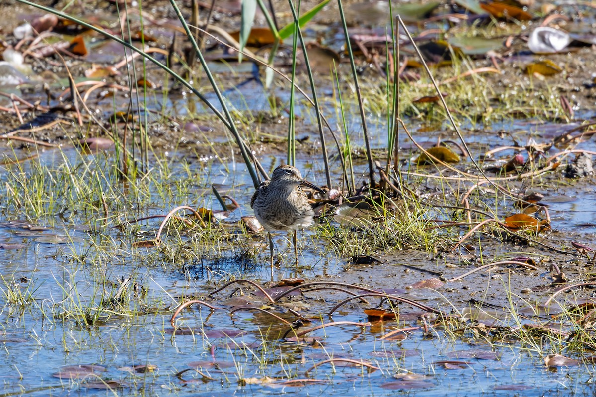 アメリカウズラシギ - ML643129877