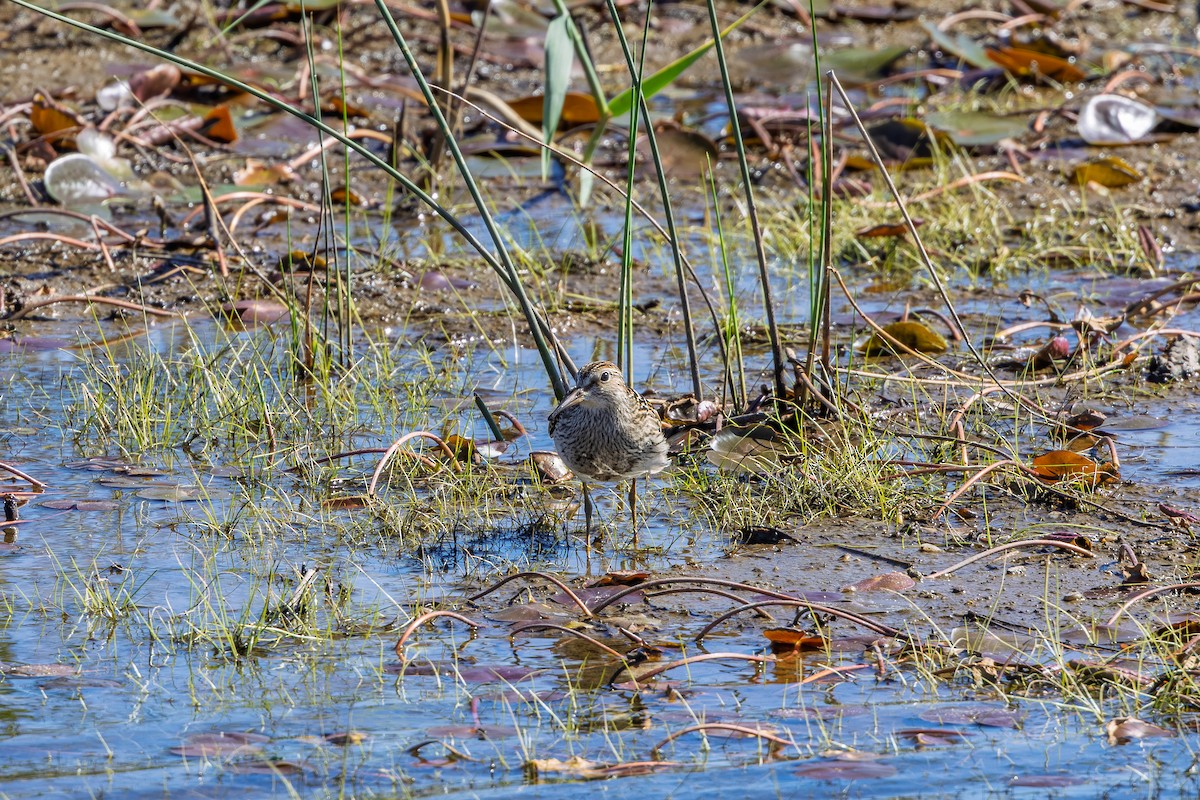 アメリカウズラシギ - ML643129878