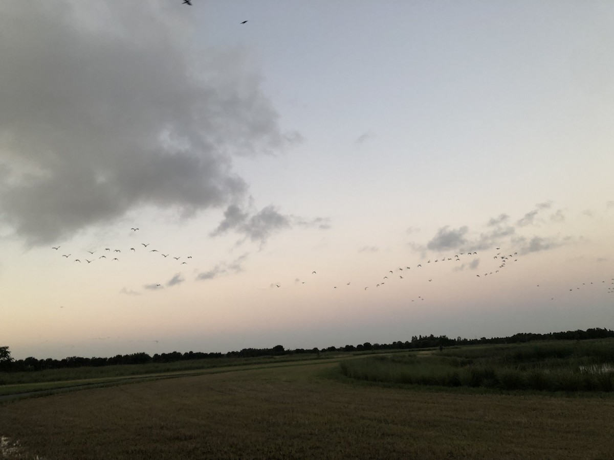 Corocoro Blanco - ML643129903