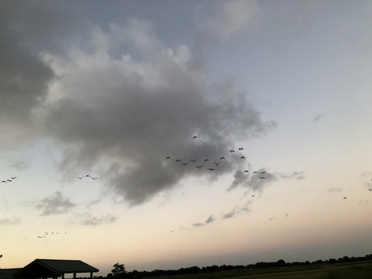 Corocoro Blanco - ML643129904