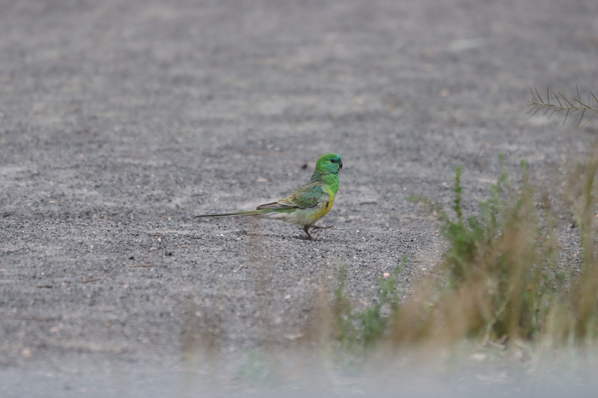 Red-rumped Parrot - ML643129916