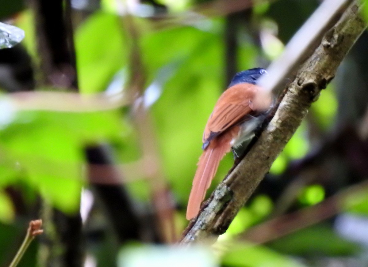 Blyth's Paradise-Flycatcher - ML643129933