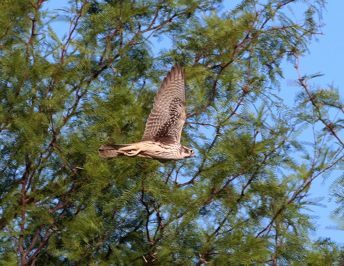 Prairie Falcon - ML643129935