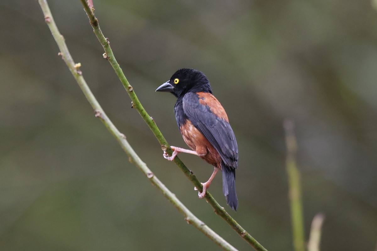 Chestnut-and-black Weaver - ML643129944