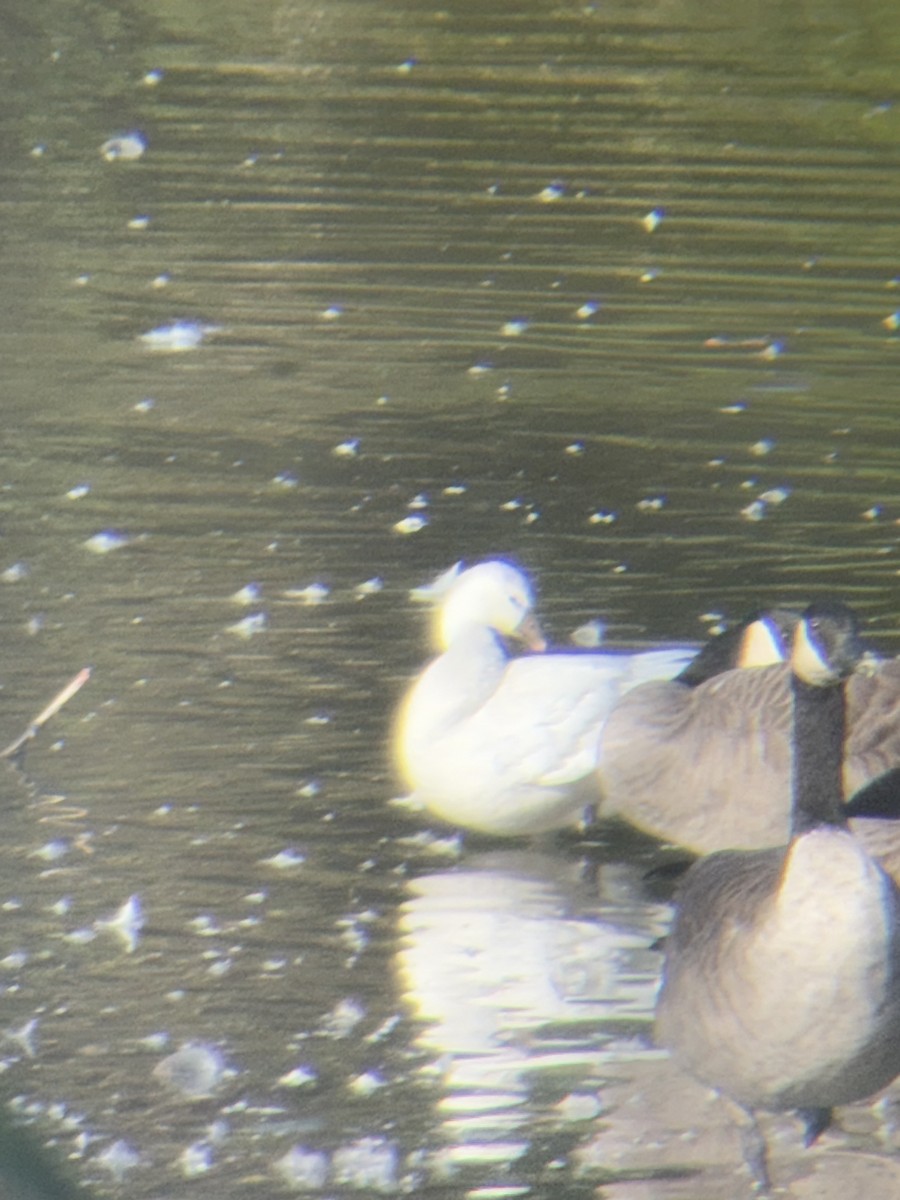 Ross's Goose - ML643129945