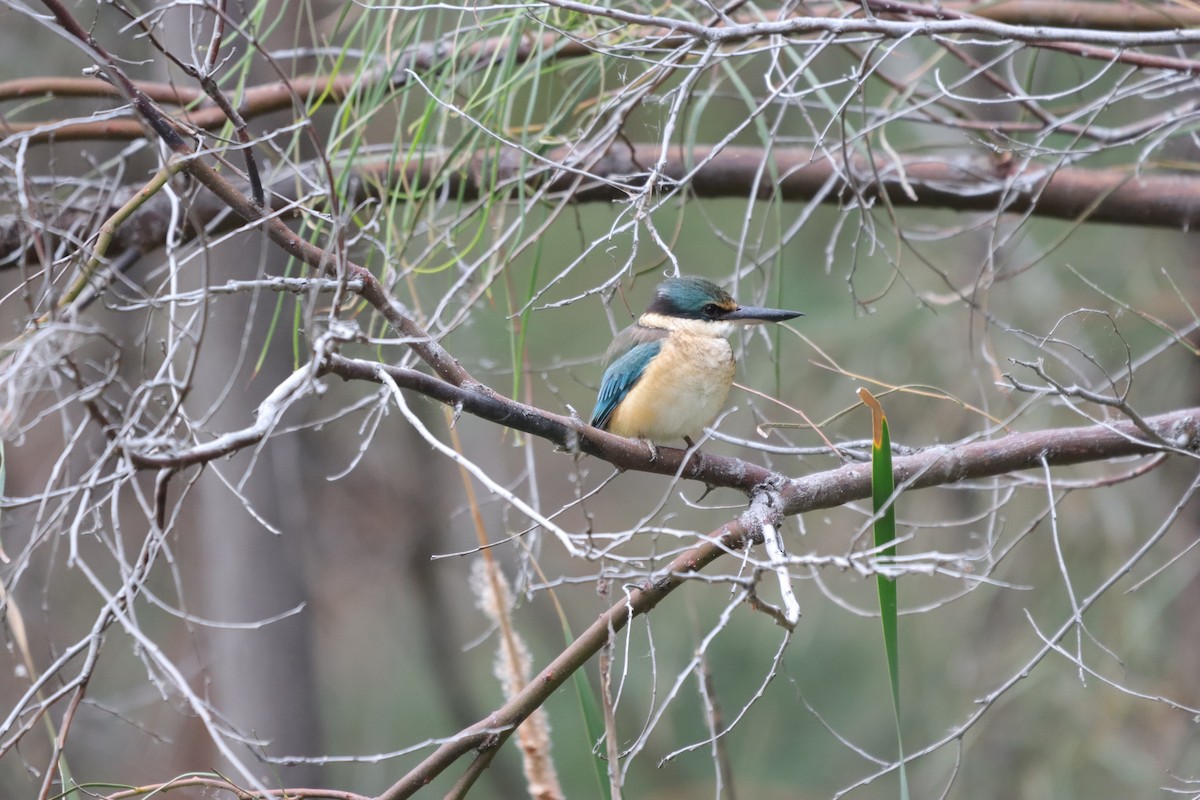 Sacred Kingfisher - ML643129947