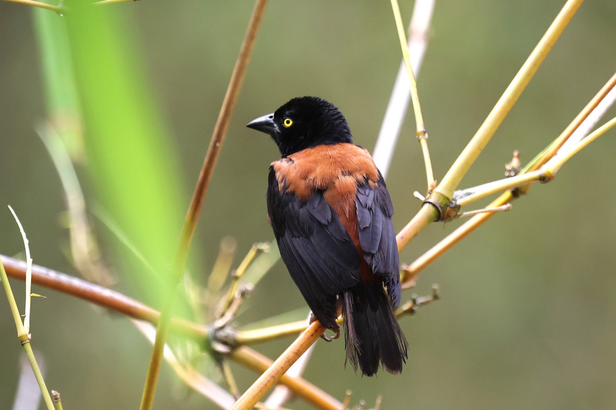 Chestnut-and-black Weaver - ML643129971