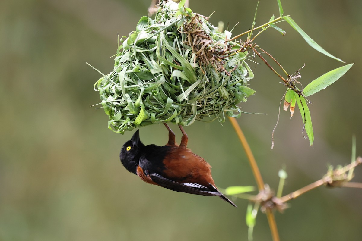 Chestnut-and-black Weaver - ML643129972