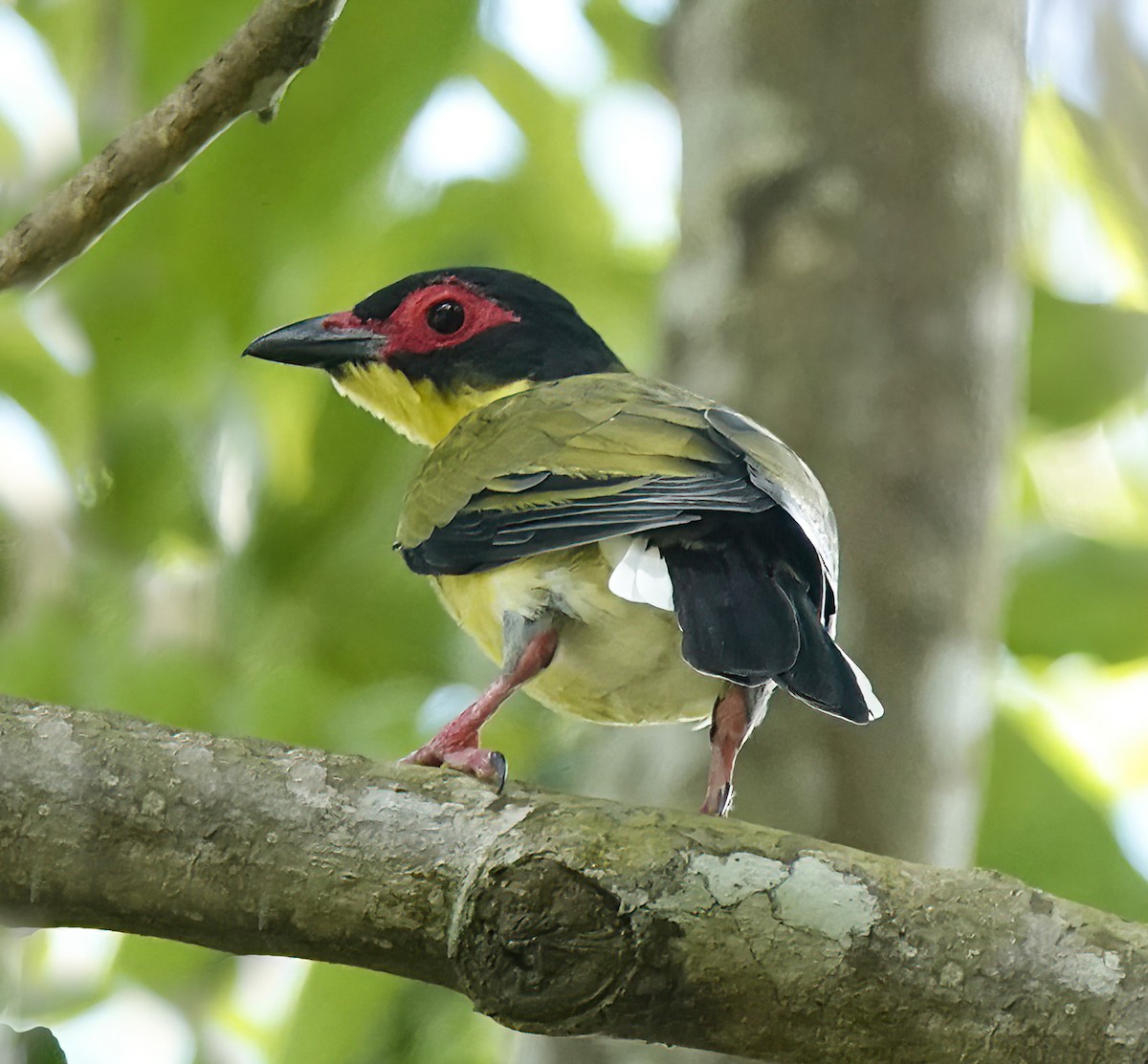 Australasian Figbird - ML643129974