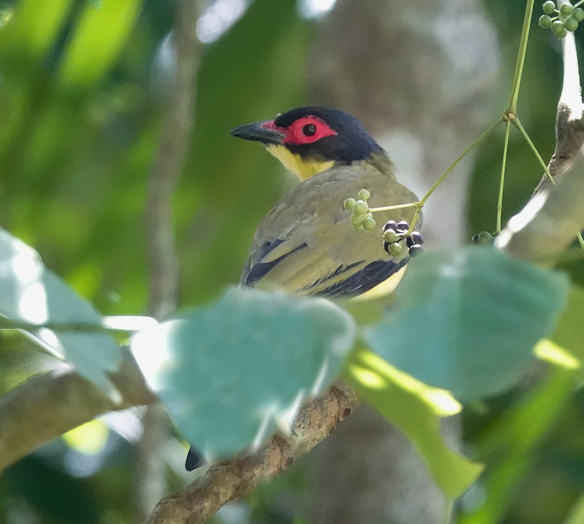 Australasian Figbird - ML643129975