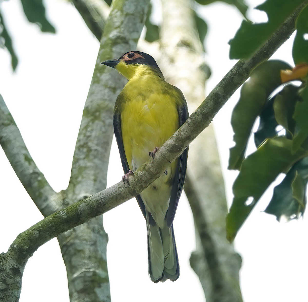 Australasian Figbird - ML643129976