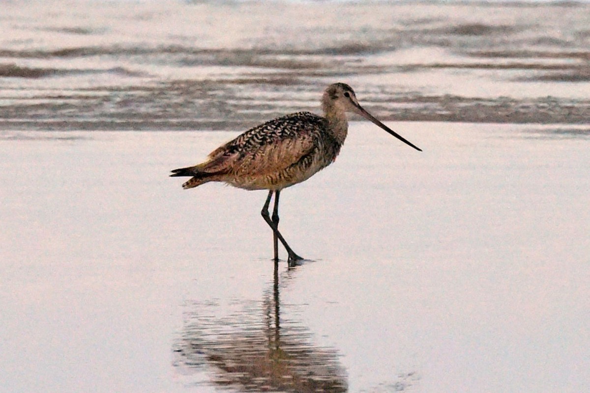Marbled Godwit - ML643129992