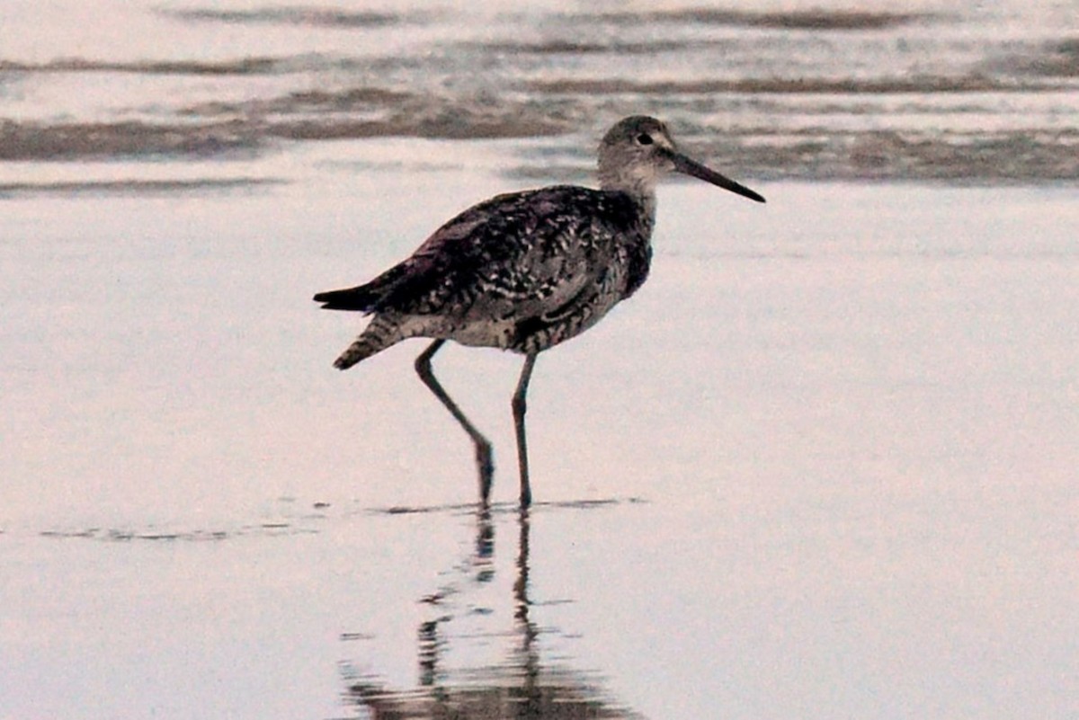 Willet (Western) - ML643129993