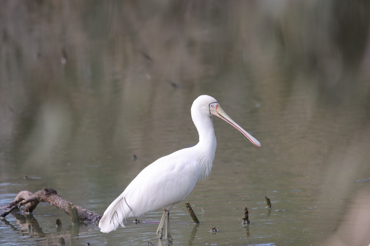Yellow-billed Spoonbill - ML643129997