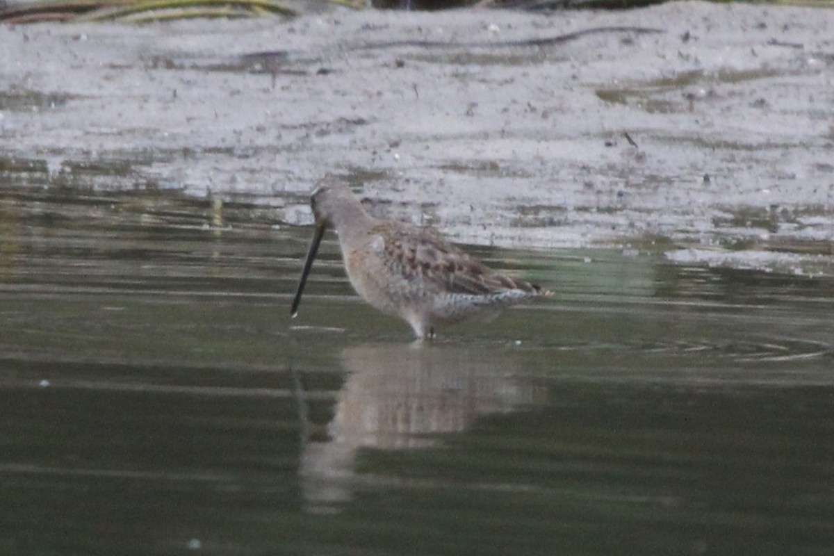 オオハシシギ - ML643130002