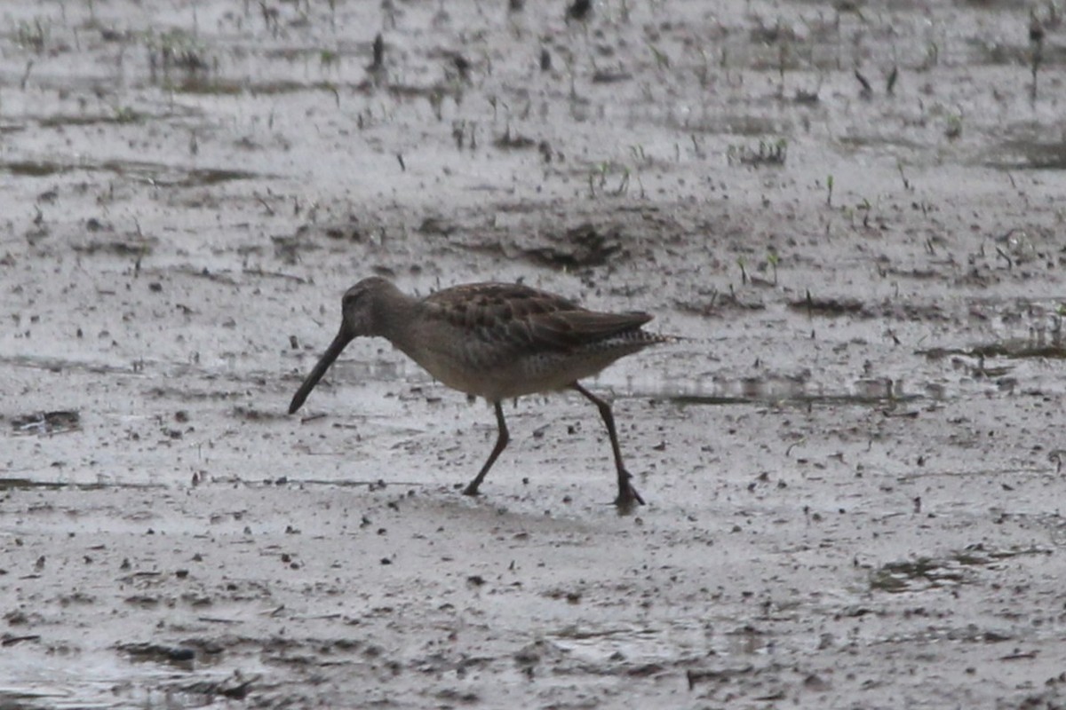 オオハシシギ - ML643130003