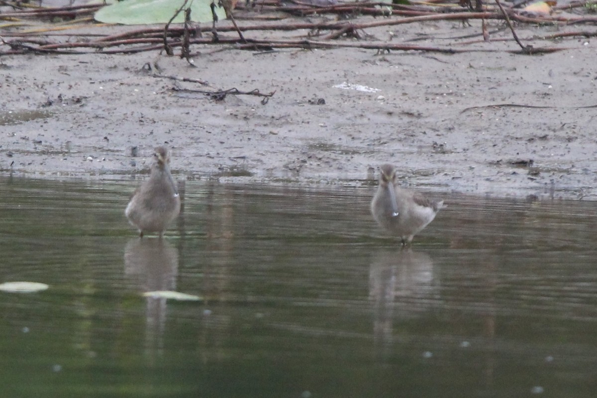 オオハシシギ - ML643130004