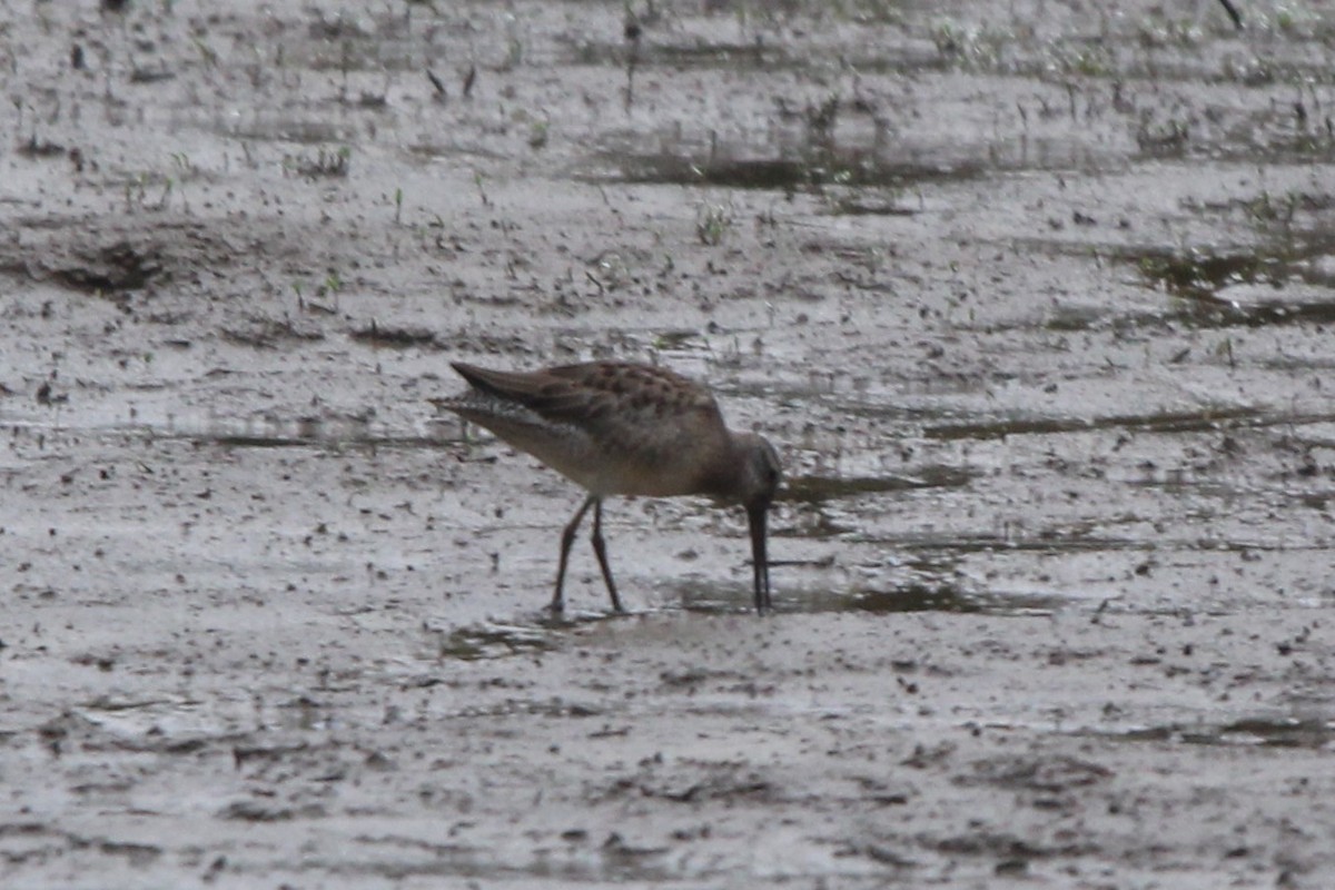 オオハシシギ - ML643130005