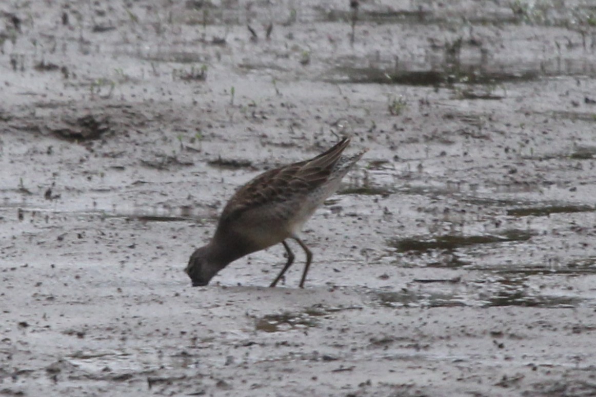 オオハシシギ - ML643130006