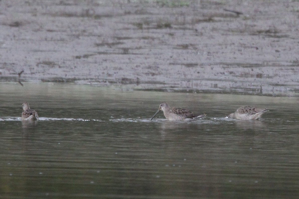 オオハシシギ - ML643130007