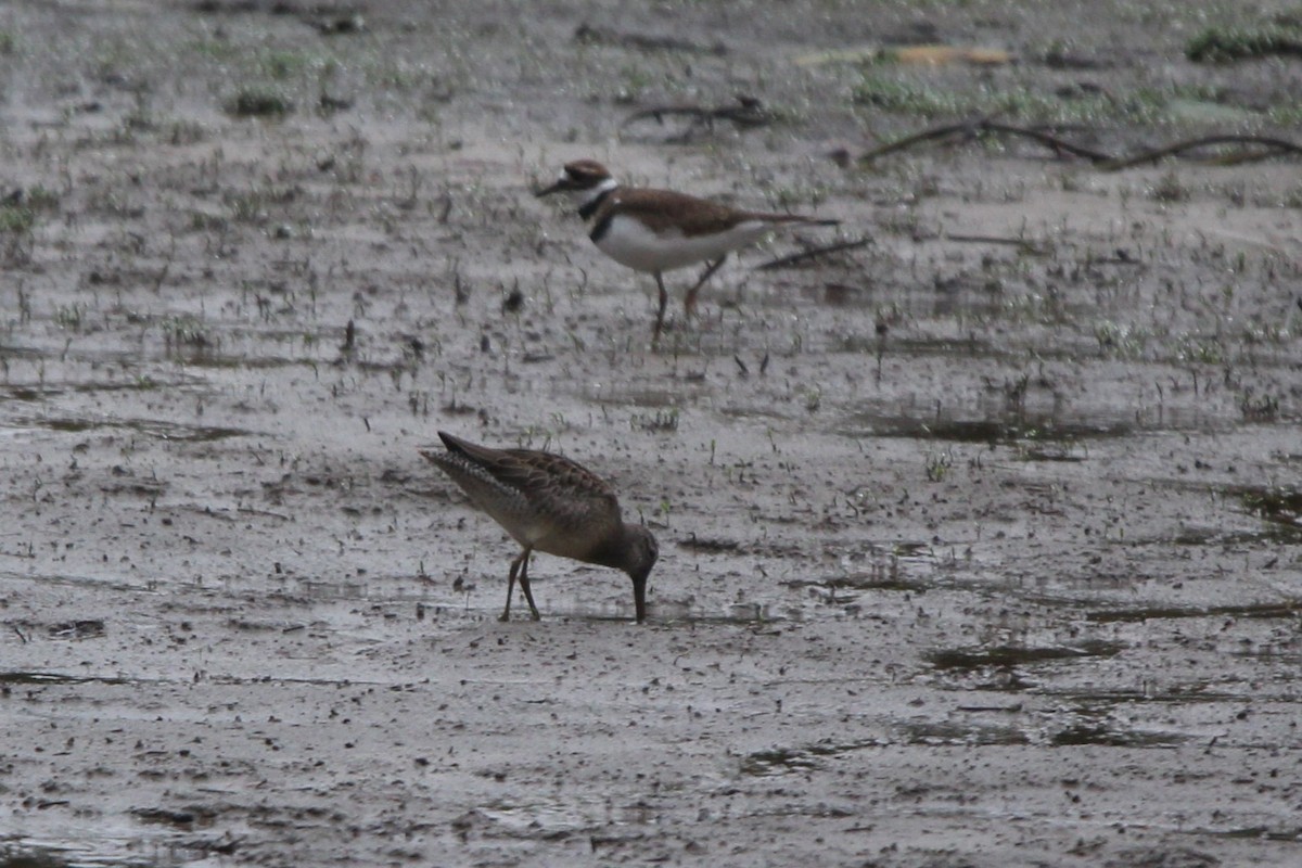 オオハシシギ - ML643130008