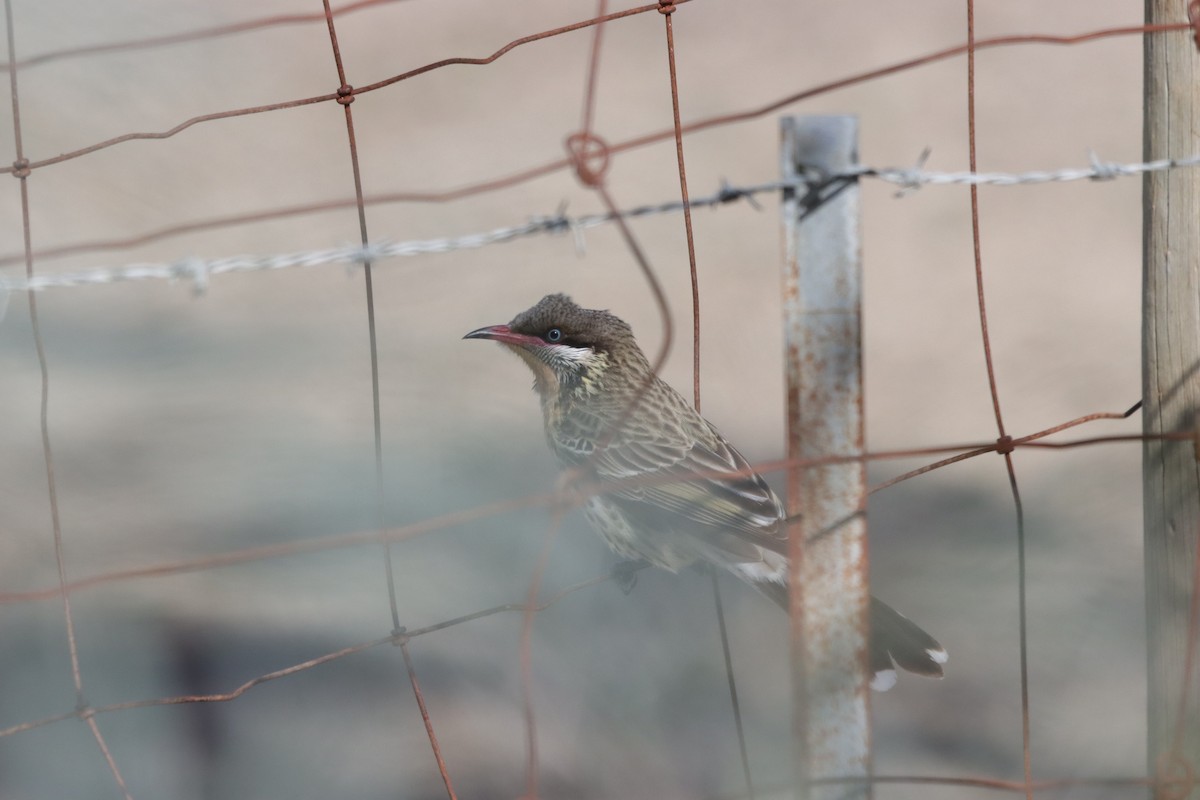 Spiny-cheeked Honeyeater - ML643130010