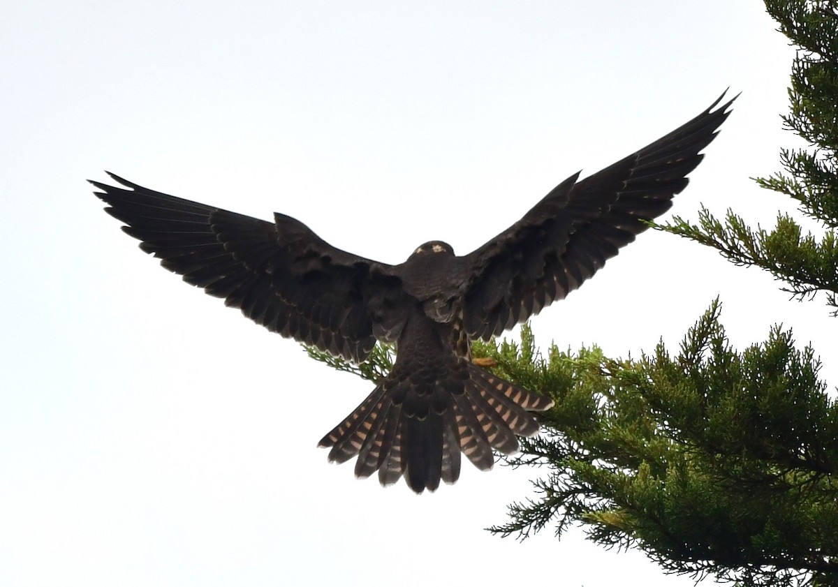 Eurasian Hobby - ML643130015