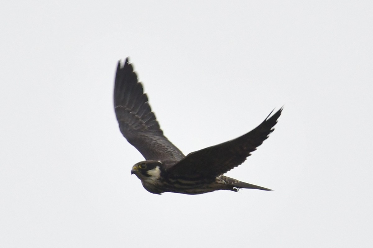 Eurasian Hobby - ML643130018