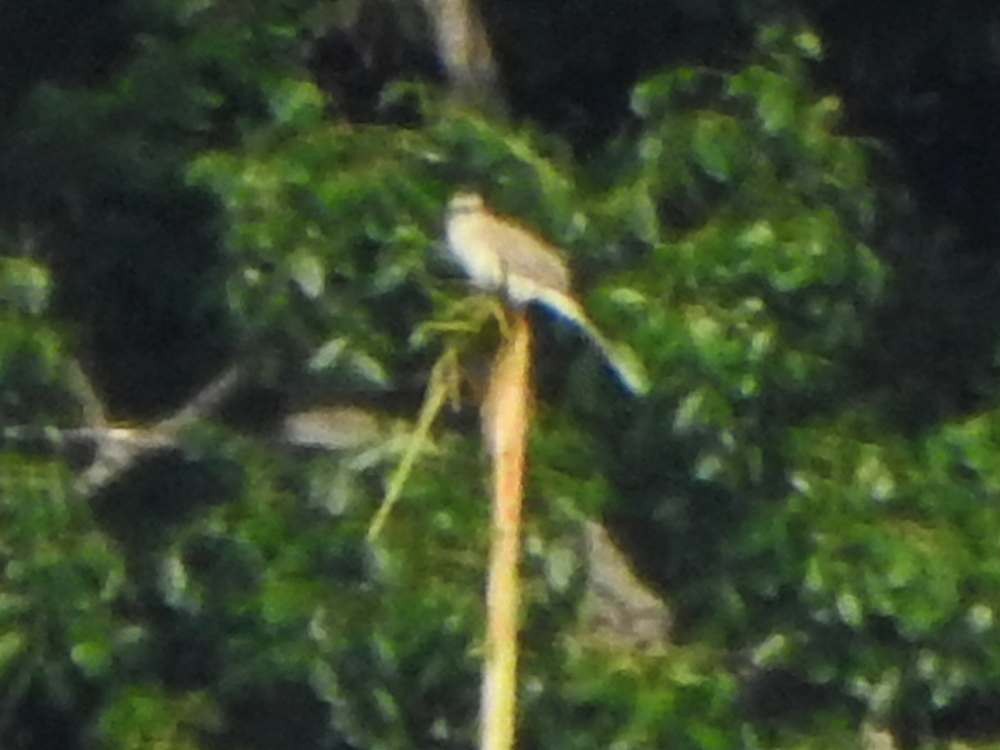 Tropical Mockingbird - ML643130034
