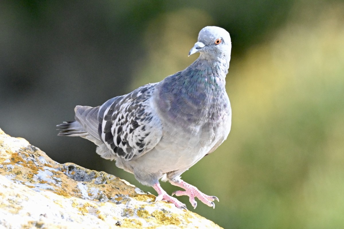 Pigeon biset (forme domestique) - ML643130048