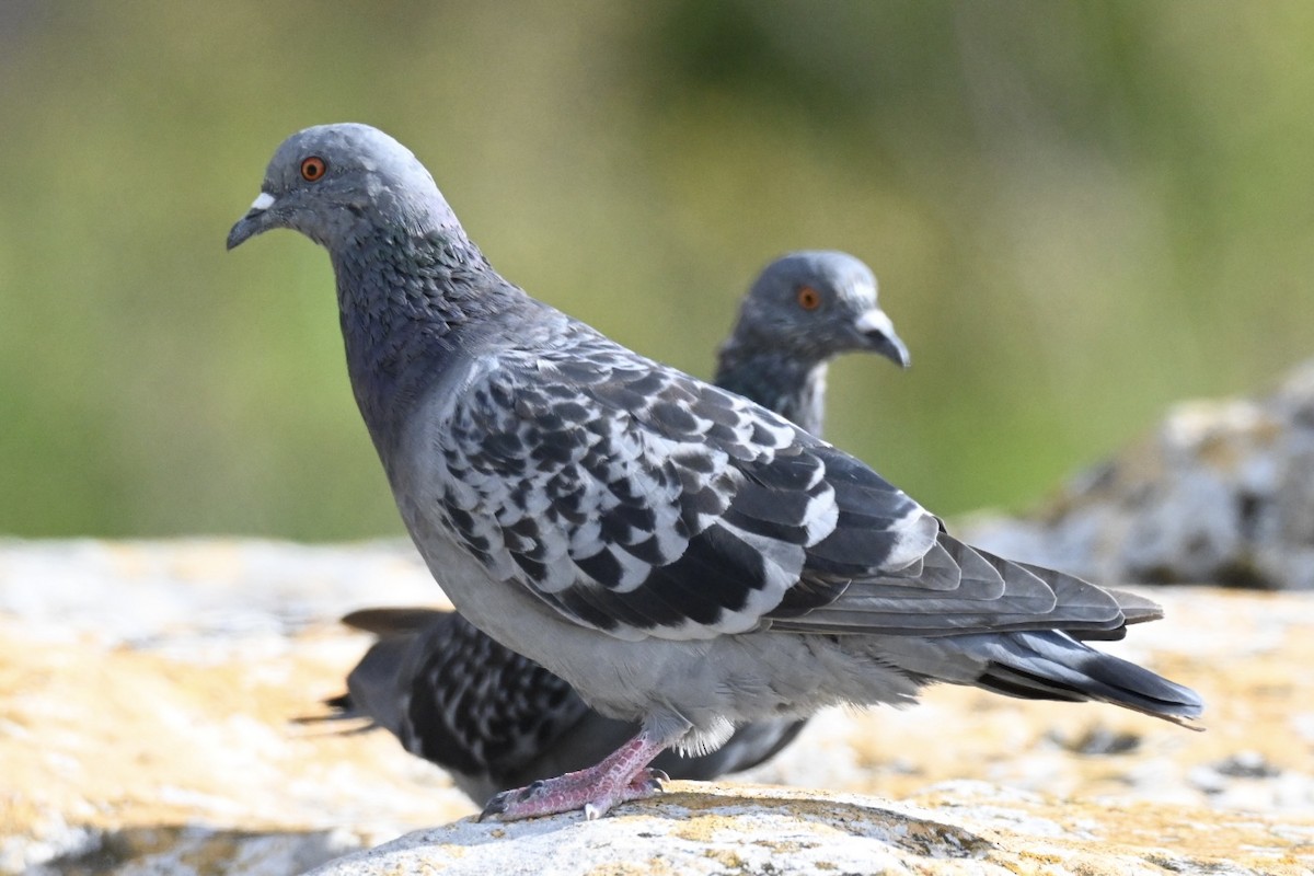 Pigeon biset (forme domestique) - ML643130049
