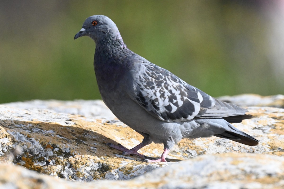 Pigeon biset (forme domestique) - ML643130050