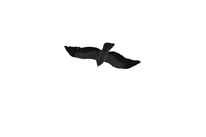Aigle botté - ML643130051