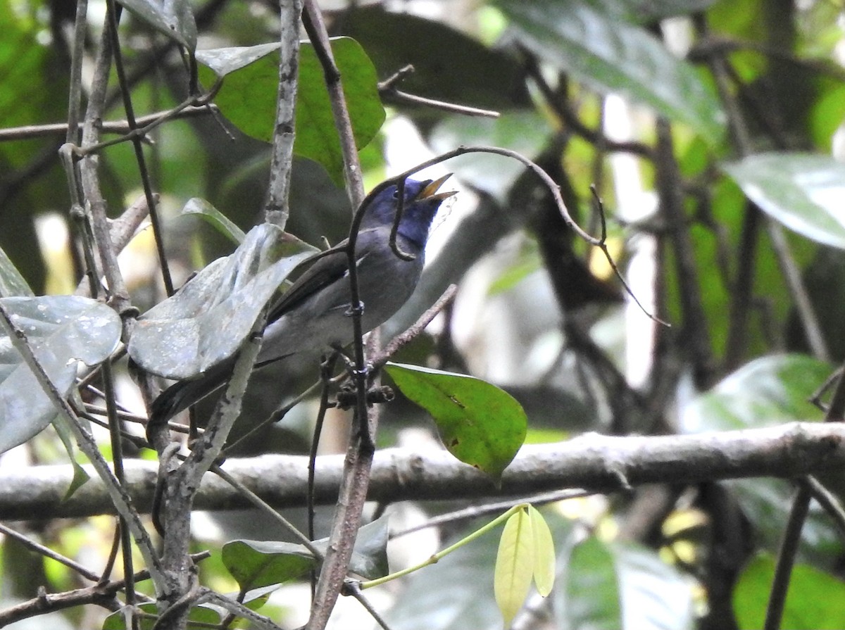 Black-naped Monarch - ML643130058
