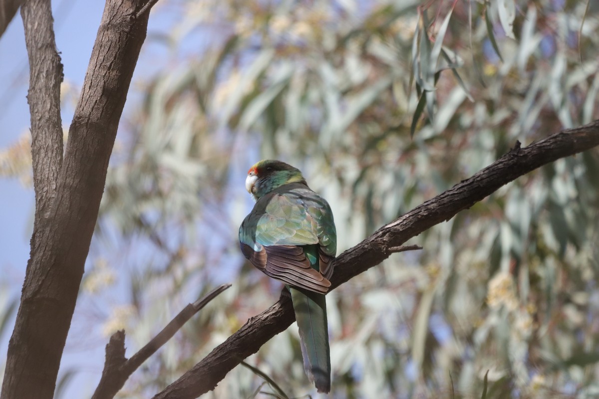 Australian Ringneck - ML643130059