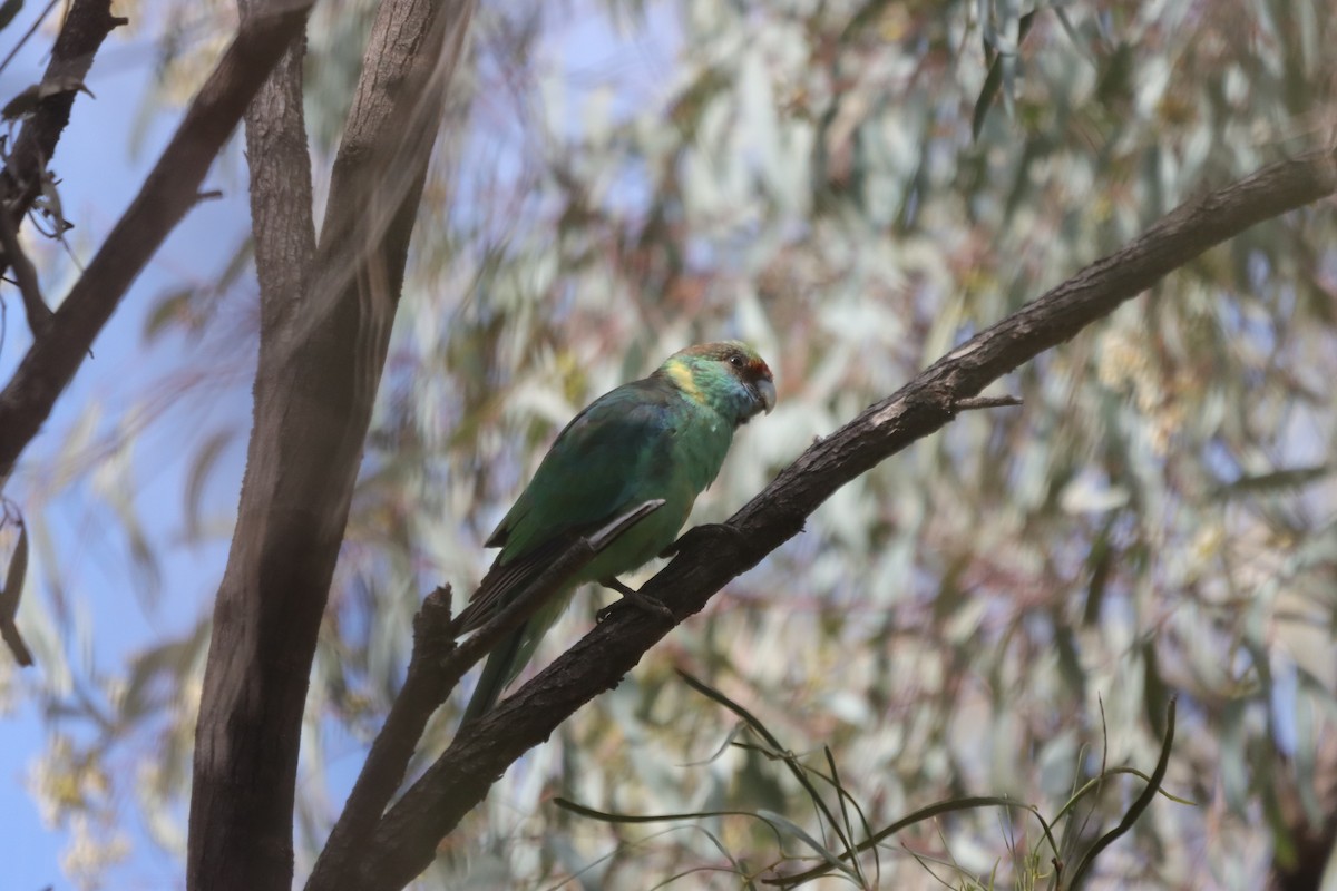 Australian Ringneck - ML643130061