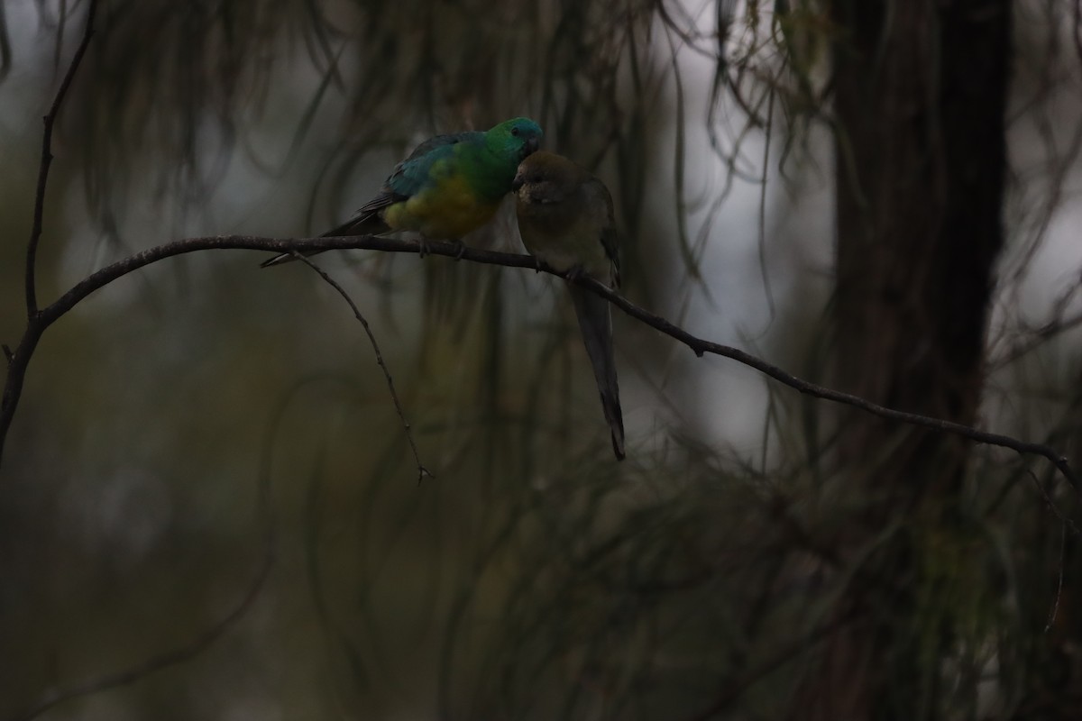 Red-rumped Parrot - ML643130077