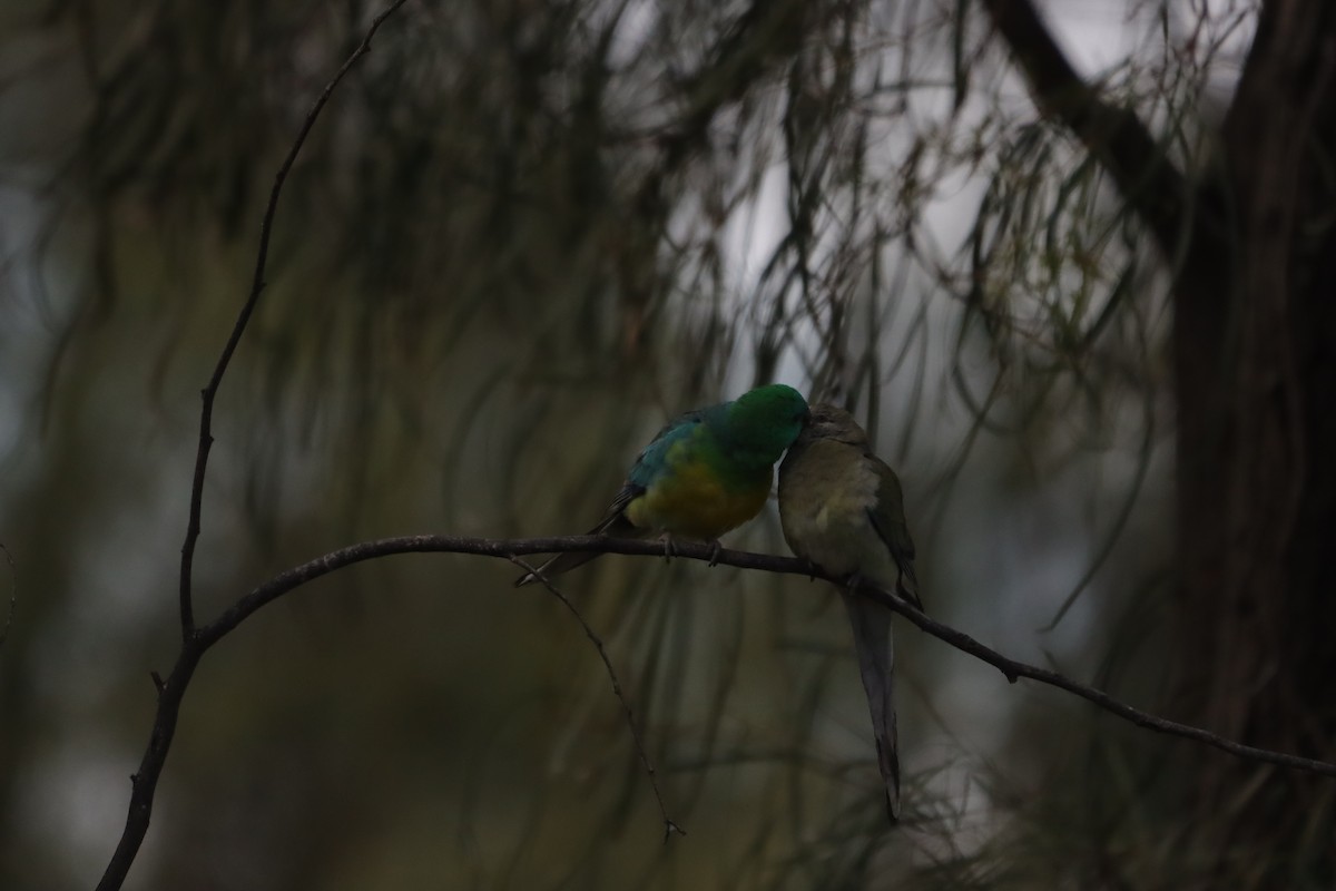 Red-rumped Parrot - ML643130078