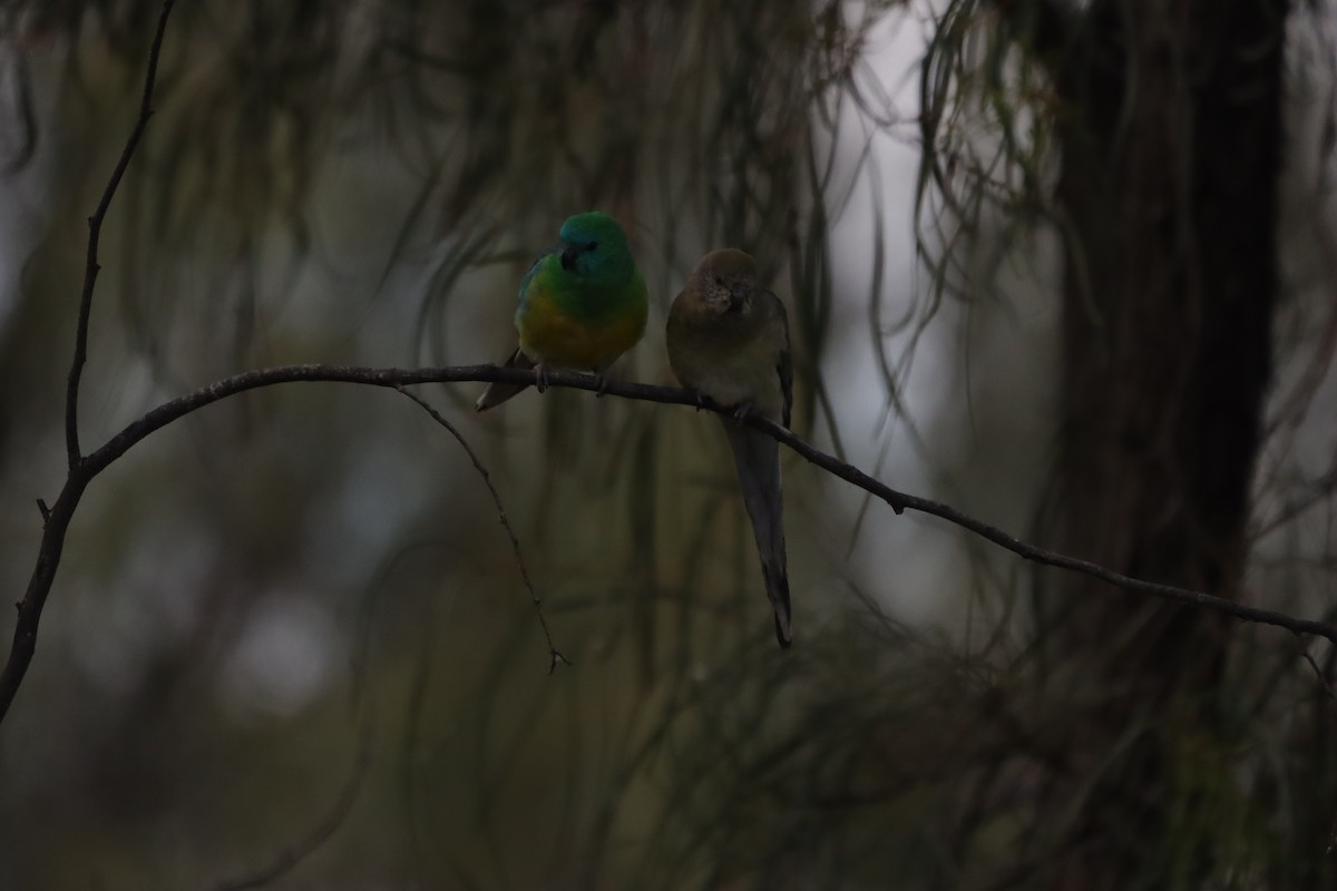 Red-rumped Parrot - ML643130079