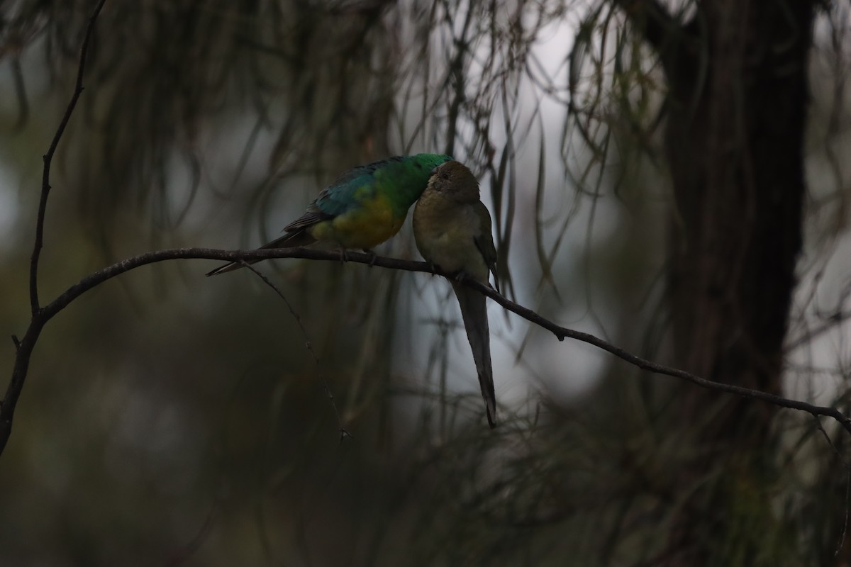 Red-rumped Parrot - ML643130080