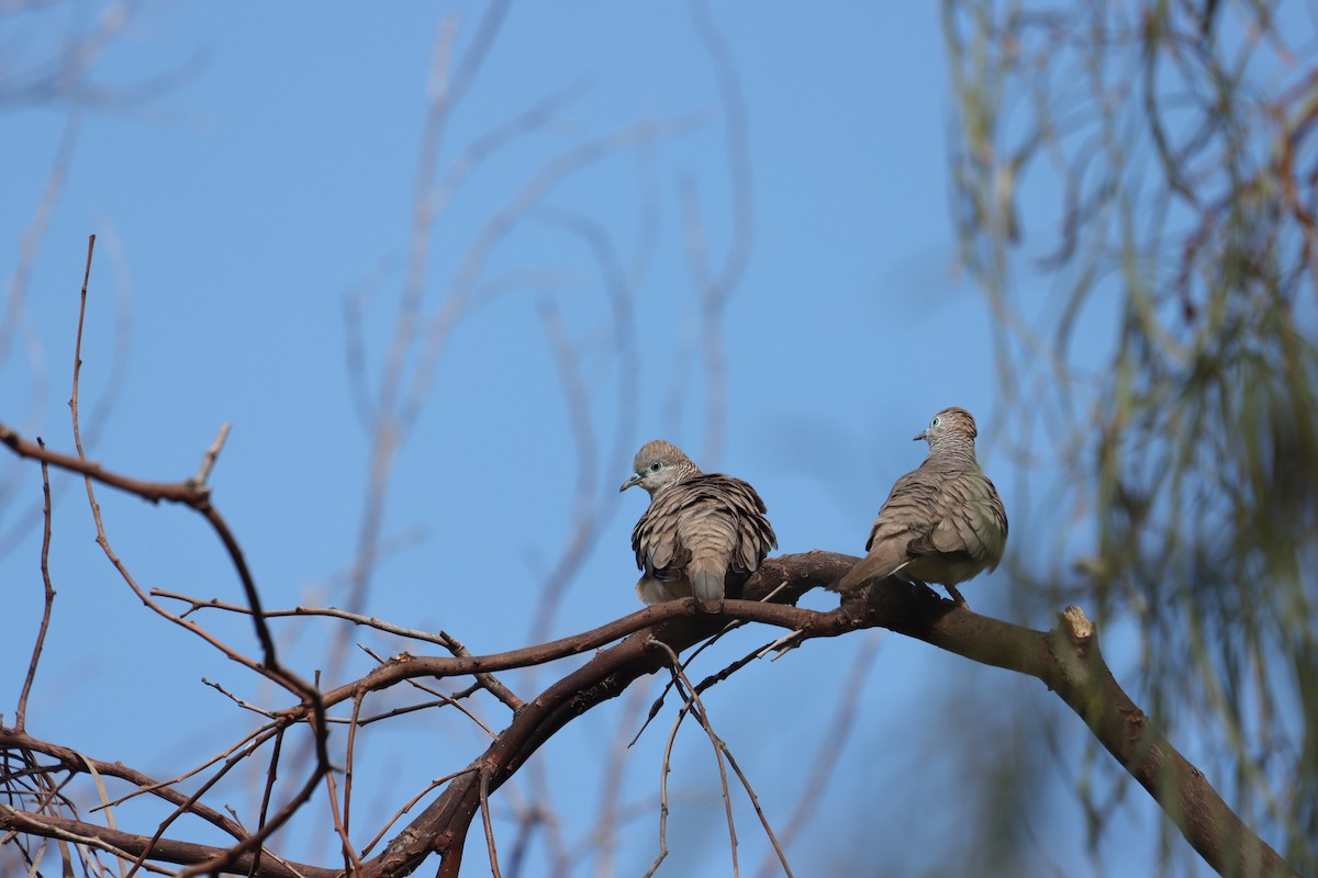 Peaceful Dove - ML643130084