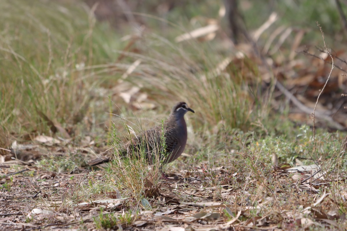 Common Bronzewing - ML643130086