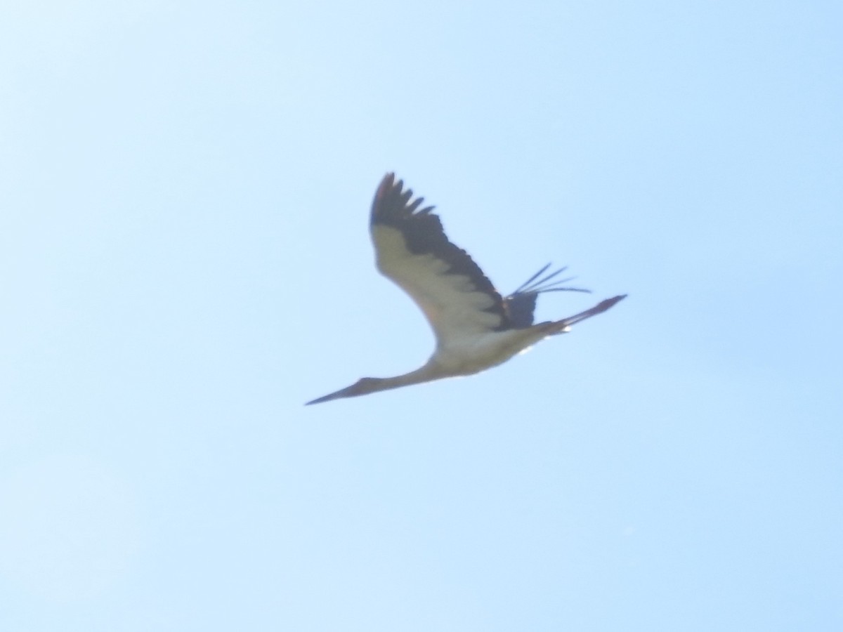 Maguari Stork - ML643130090