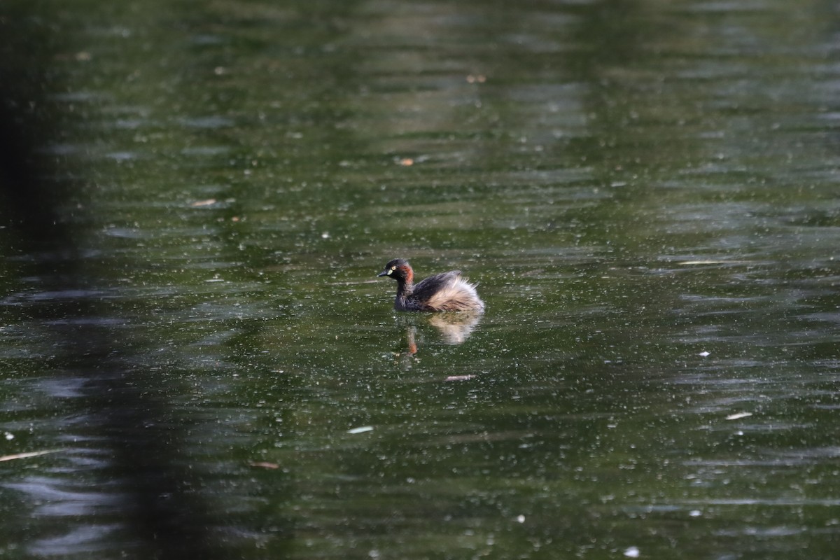 Australasian Grebe - ML643130093