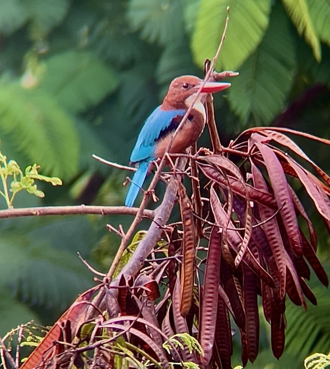 White-throated Kingfisher - ML643130094