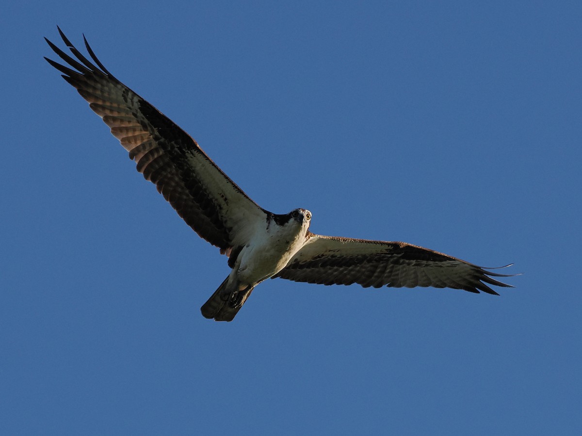 Osprey - ML643130101