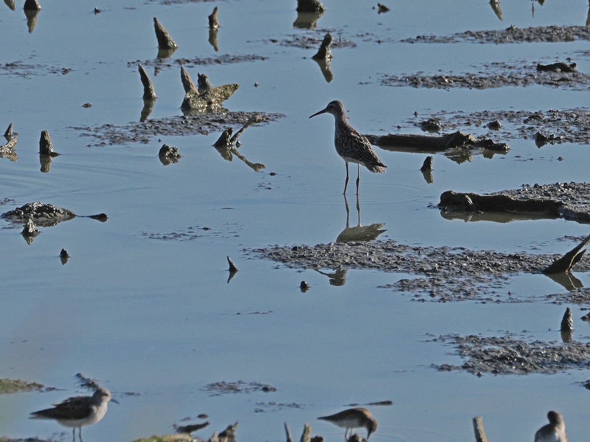 Stilt Sandpiper - ML643130104
