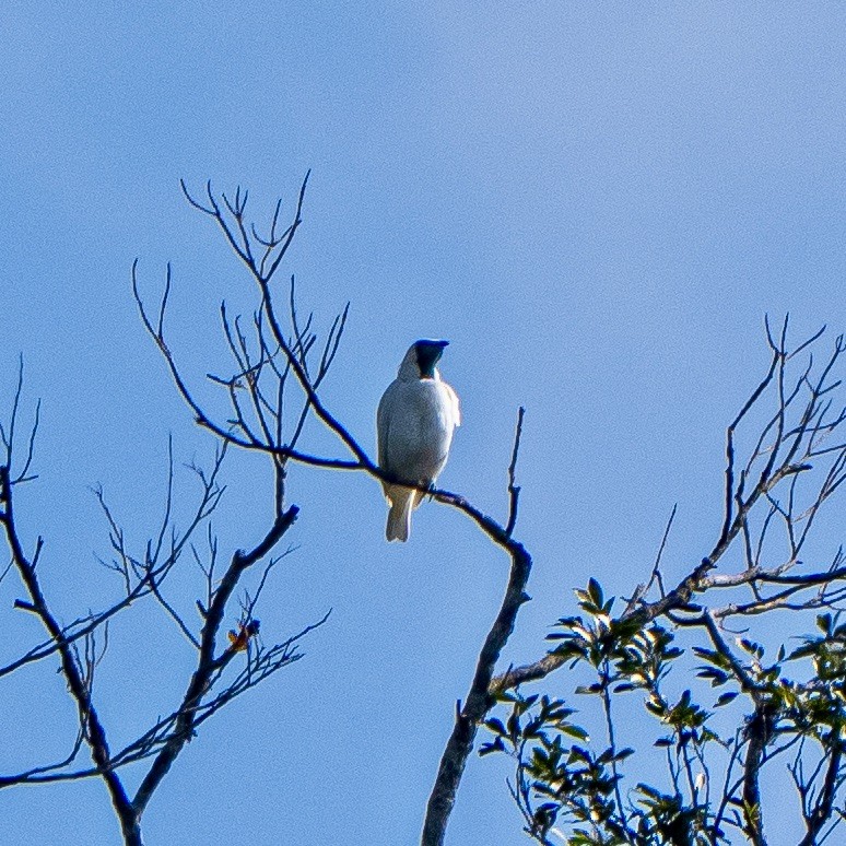 Bare-throated Bellbird - ML643130105
