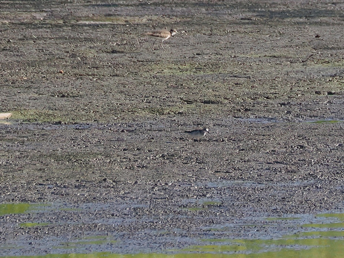 Red-necked Phalarope - ML643130122